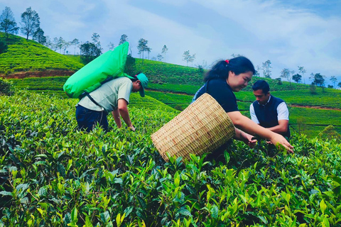 Kandy: Nuwara Eliya to Ella Tea Plantation & Waterfall Hike