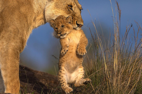 7-dagars safari i Kenya och Tanzania