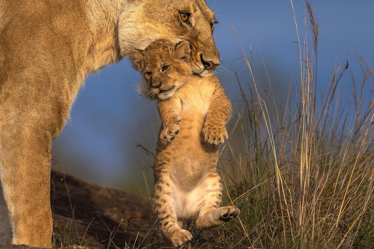 7-dagars safari i Kenya och Tanzania