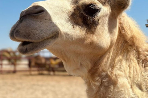 Lima: Ica Camel ride + Huacachina + "Adventure in the Desert" pool Lima: Ica Camel Ride + Huacachina + Swimming Pool "Adventure in the Desert"