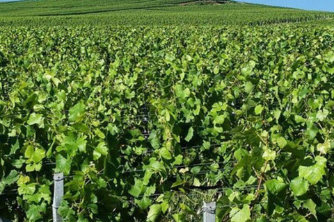 Champagne Region from Paris: Reims and Champagne Tasting