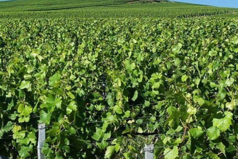 Champagne Region from Paris: Reims and Champagne Tasting