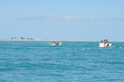 Djerba: Half-Day Boat Trip, Dolphin Watching, Swimming, and Lunch