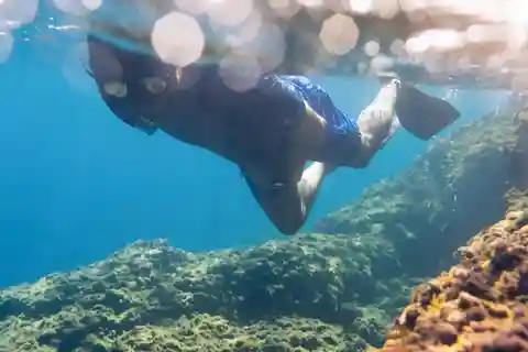 Expérience de plongée en apnée et de biologie marine dans les Cinque Terre