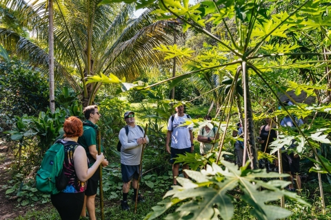 Maui: wodospad, wędrówka po lesie deszczowym i piknik