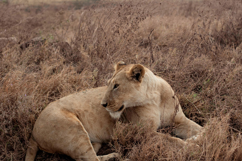 Arusha: Ngorongoro Crater & Tarangire 2-Day Safari Tour