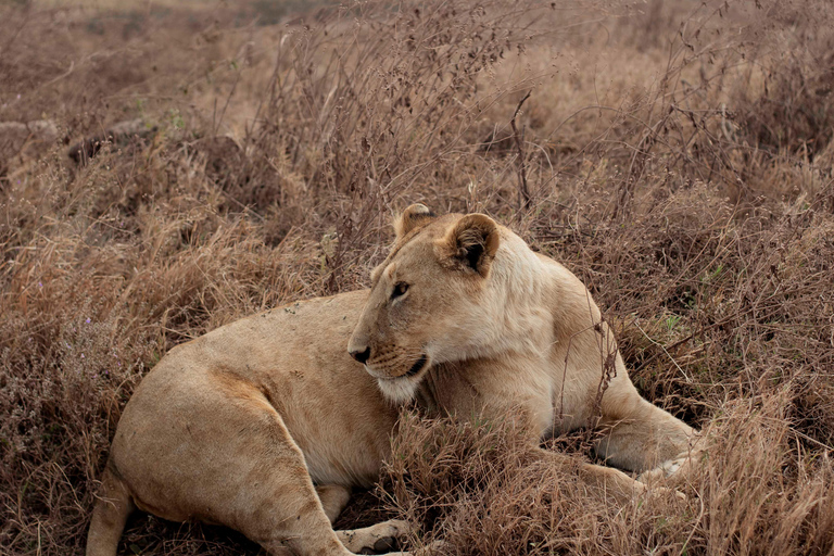 Arusha: Ngorongoro Crater & Tarangire 2-Day Safari Tour