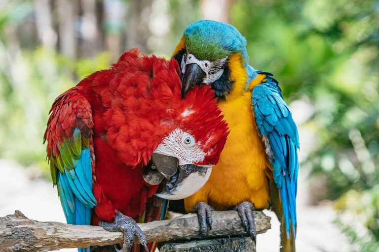 Orlando: Drive-Thru Safari Park i Wild Florida