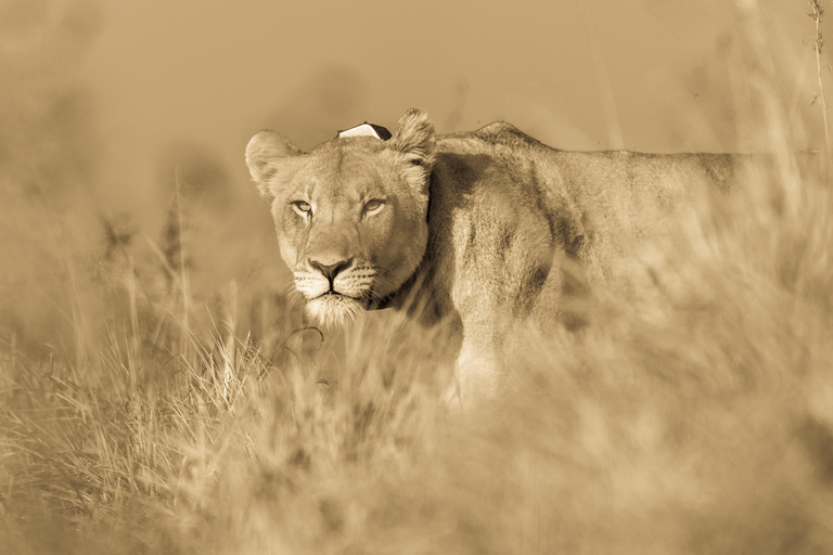 From St Lucia: Big 5 Safari in the Hluhluwe-Imfolozi Park Safari For Six Big 5 Safari