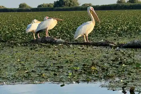 Passeio de barco no Mar Negro, Sulina