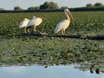 Tour en bateau à la mer Noire, Sulina