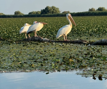 Passeio de barco no Mar Negro, Sulina