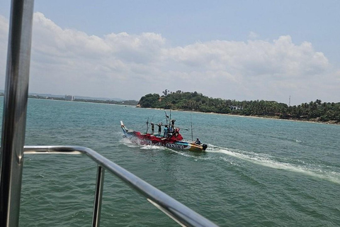 Mirissa: Whale & Dolphin Watching Boat Tour with Pickup Include Government Tax Fee