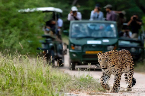 From Delhi: 4-Day Golden Triangle Tour with Leopard Safari Golden Triangle Tour with Leopard Safari And Guide Only