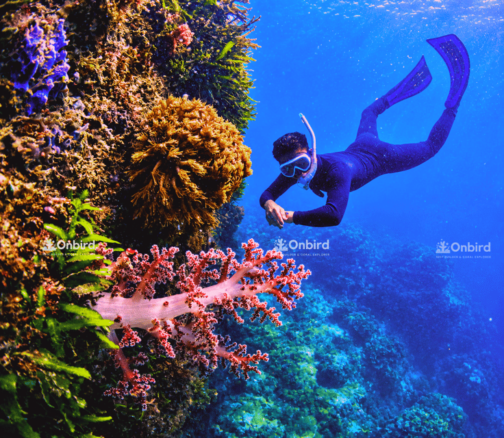 A snorkeller in a dark wetsuit gliding along a reef wall covered in pink soft coral and yellow sponges