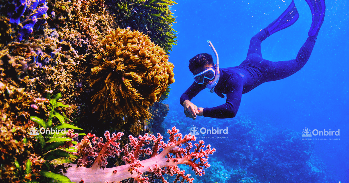 South Phu Quoc: Pro Snorkeling Tour by Speedboat -Max 10 Pax - 2026 (Verified Reviews)