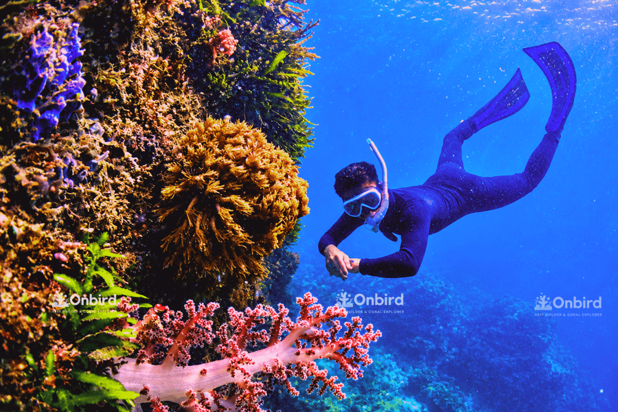 Süd-Phu Quoc: Professionelle Schnorcheltour per Schnellboot – max. 10 Personen. Foto: GetYourGuide Süd-Phu Quoc: Professionelle Schnorcheltour per Schnellboot – max. 10 Personen. Foto: GetYourGuide