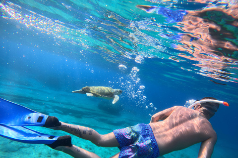 Paphos: snorkeltour met gids naar zeeschildpaddenPaphos: snorkelen met zeeschildpadden met gids