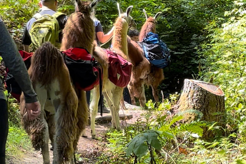 Roy, Washington: Escursione con i lama e incontro con gli alpaca