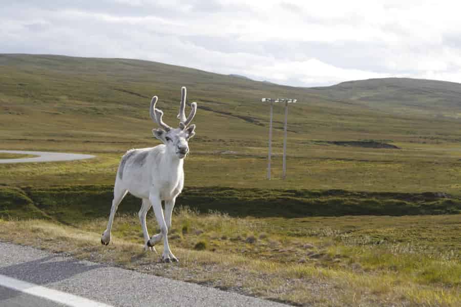 Honningsvåg: Busabenteuer am Nordkap. Foto: GetYourGuide