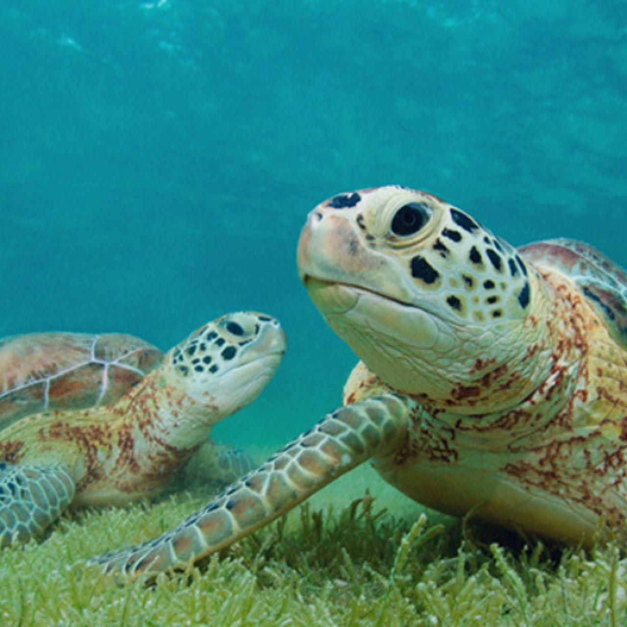 Schwimmen mit Schildkröten, 2 Cenoten und Mittagessen (Kleingruppen)