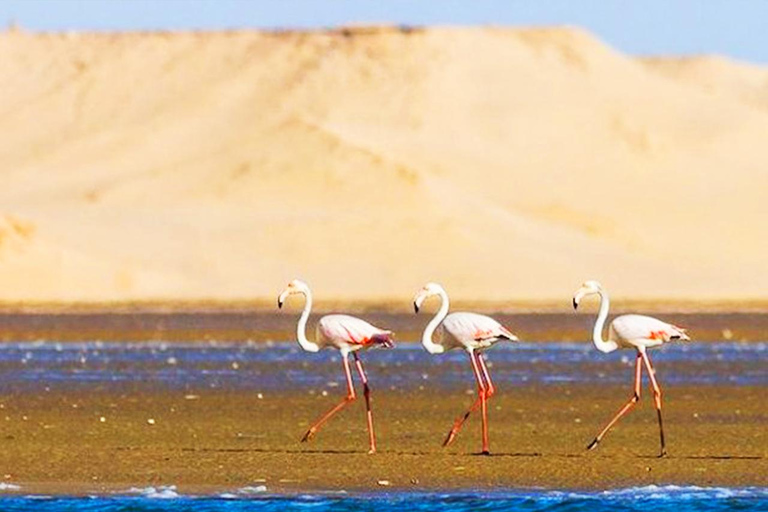 Agadir: Private Coco Polizzi Medina & Horse Ride