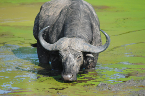 7 Day Rwanda Uganda Culture and Primate Safari Adventure