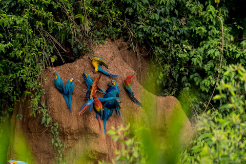 Puerto Maldonado: Chuncho Macaw LerslickningsrundaPuerto Maldonado: Chuncho Macaw lerslickningsrunda