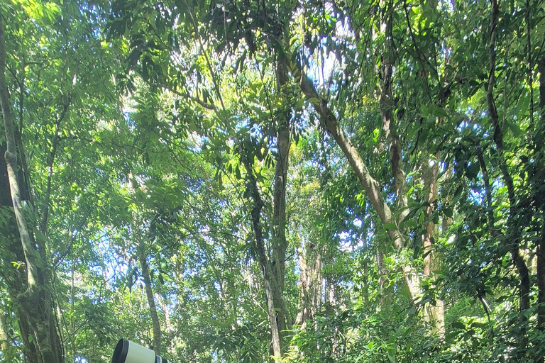 Monteverde: Small-Group Bird Safari with Expert Local Birder