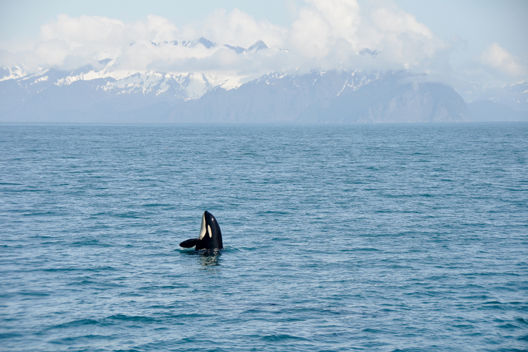 From Seward: Half-Day Resurrection Bay Wildlife Cruise Tour 4 Hour 12:30 PM Departure
