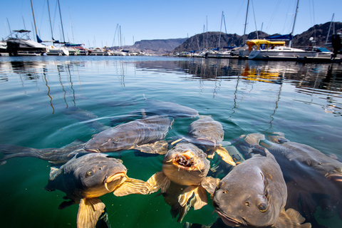 From Las Vegas: Lake Mead Wildlife & Seven Magic Mountains