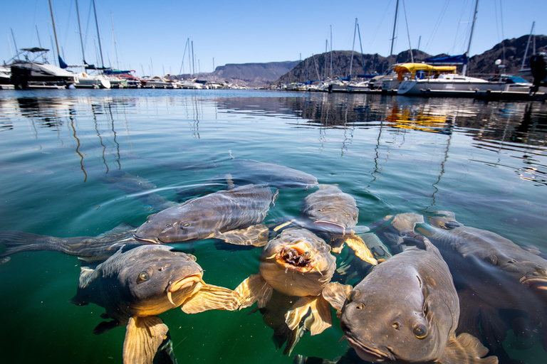 Från Las Vegas: Lake Mead Wildlife &amp; Seven Magic Mountains