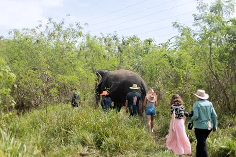 Phuket: Walk and Feed Ethical Elephant Nature Park Tour