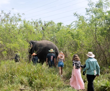 Phuket: Excursão a pé e alimenta o parque natural dos elefantes éticos