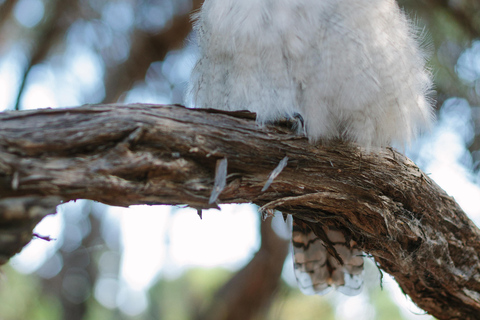 De Melbourne: Excursão ao Wilsons Promontory Wilderness