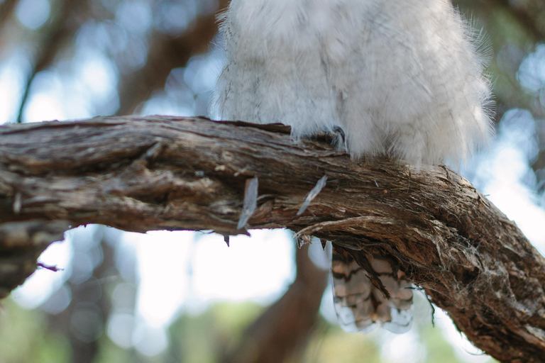 De Melbourne: Excursão ao Wilsons Promontory Wilderness