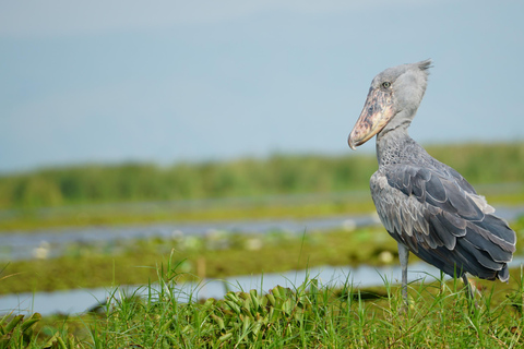 Entebbe: Mabamba Swamp and Botanical Gardens Birding Tour