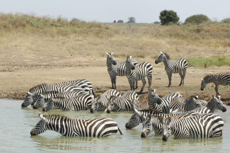 Private Nairobi National Park Drive in 4*4 landcruiser