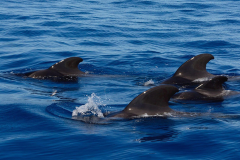 Teneriffa Walbeobachtung und Schnorcheln Yacht Trip