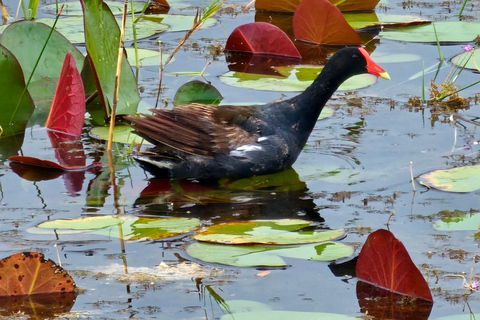 Everglades: op platbodem met vervoer