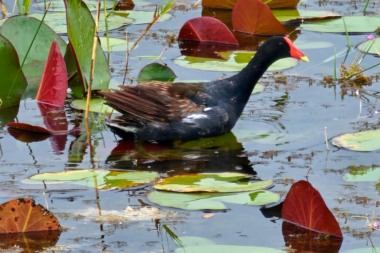 Everglades: op platbodem met vervoer