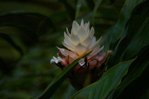 Z Huatulco: Egzotyczny ogród w ekoturystycznym ranczu i wizyta w punkcie widokowym.Z Huatulco: Egzotyczny ogród w ekoturystycznym ranczu i wizyta w punkcie widokowym