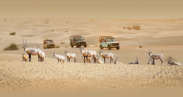 Dubai: Heritage Safari, Camel Ride &amp; Al Marmoom Oasis Dinner