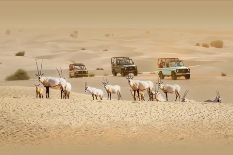 Dubai: Heritage Safari, Kamelritt & Al Marmoom Oasis Dinner