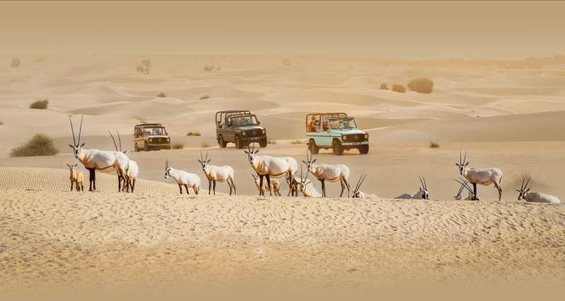 Dubai: Heritage Safari, giro in cammello e cena nell'oasi di Al Marmoom