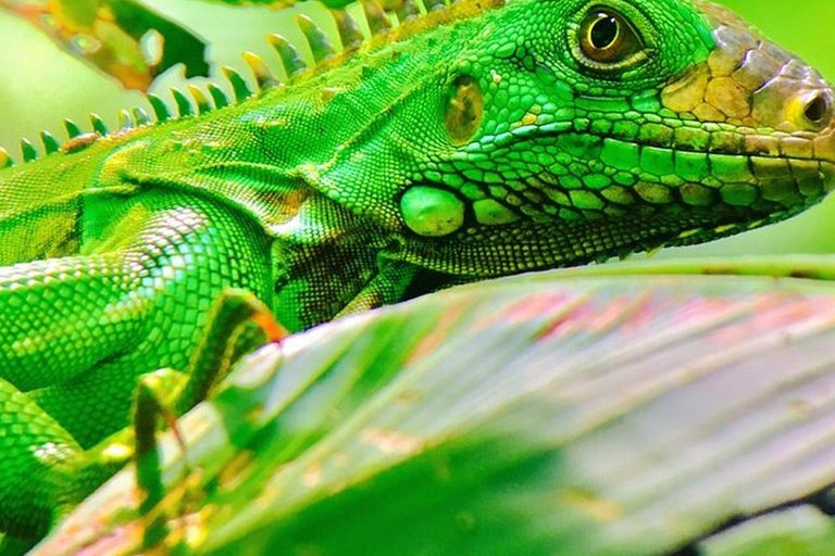 Manuel Antonio: Wildlife en Strand Tour in Nationaal ParkGroepsrondleiding (toegang tot park NIET inbegrepen)