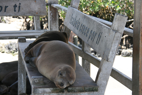 From Puerto Ayora: Isabela Island & Tintorera Islet Day Tour From Puerto Ayora: Isabela Island & Tintorera Islet Day tour