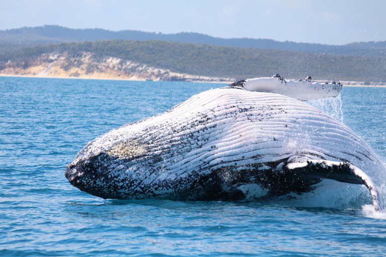 Hervey Bay: Half-Day Whale Watching Cruise Hervey Bay: Half Day Exciting Whale Watching Adventure