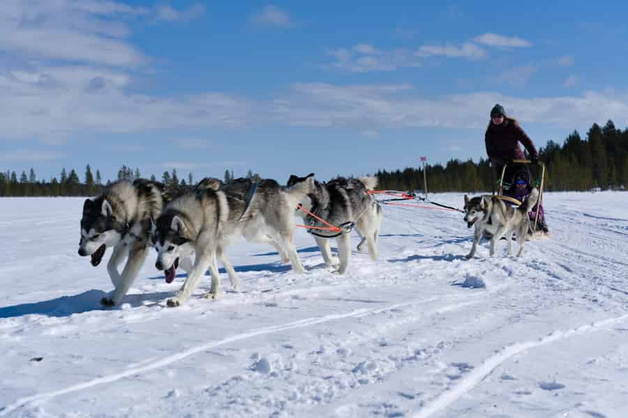 Levi: 5 km Husky-Schlitten-Safari zum Selberfahren. Foto: GetYourGuide Levi: 5 km Husky-Schlitten-Safari zum Selberfahren. Foto: GetYourGuide