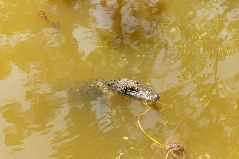 New Orleans: Bayou Tour in het Jean Lafitte National ParkNew Orleans: Bayou-tour in het Jean Lafitte National Park